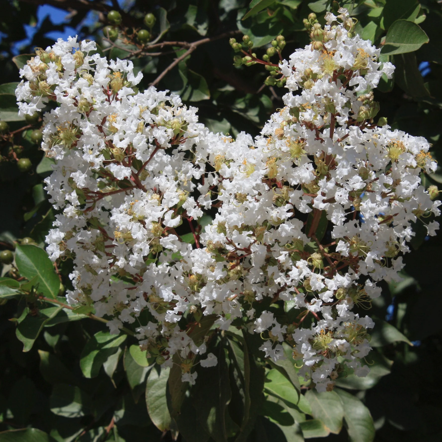Image of Natchez Crape Myrtle Multi-Trunk