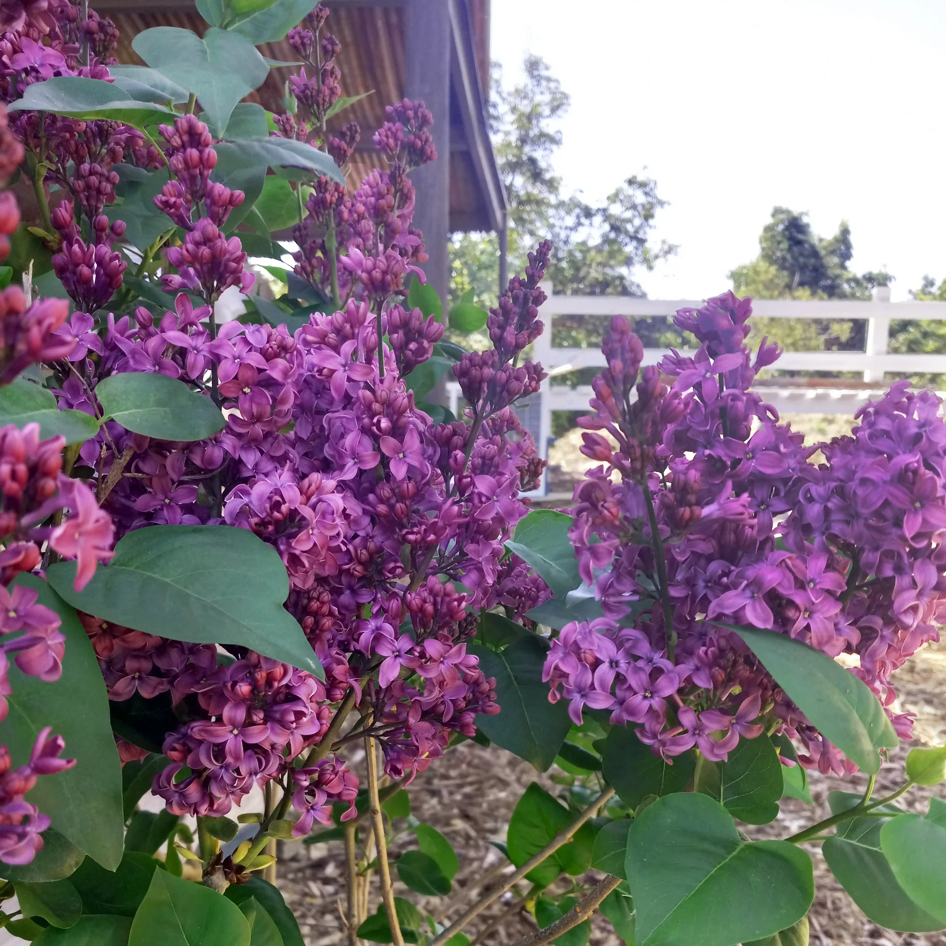 Image of Rosie Beach Party Lilac