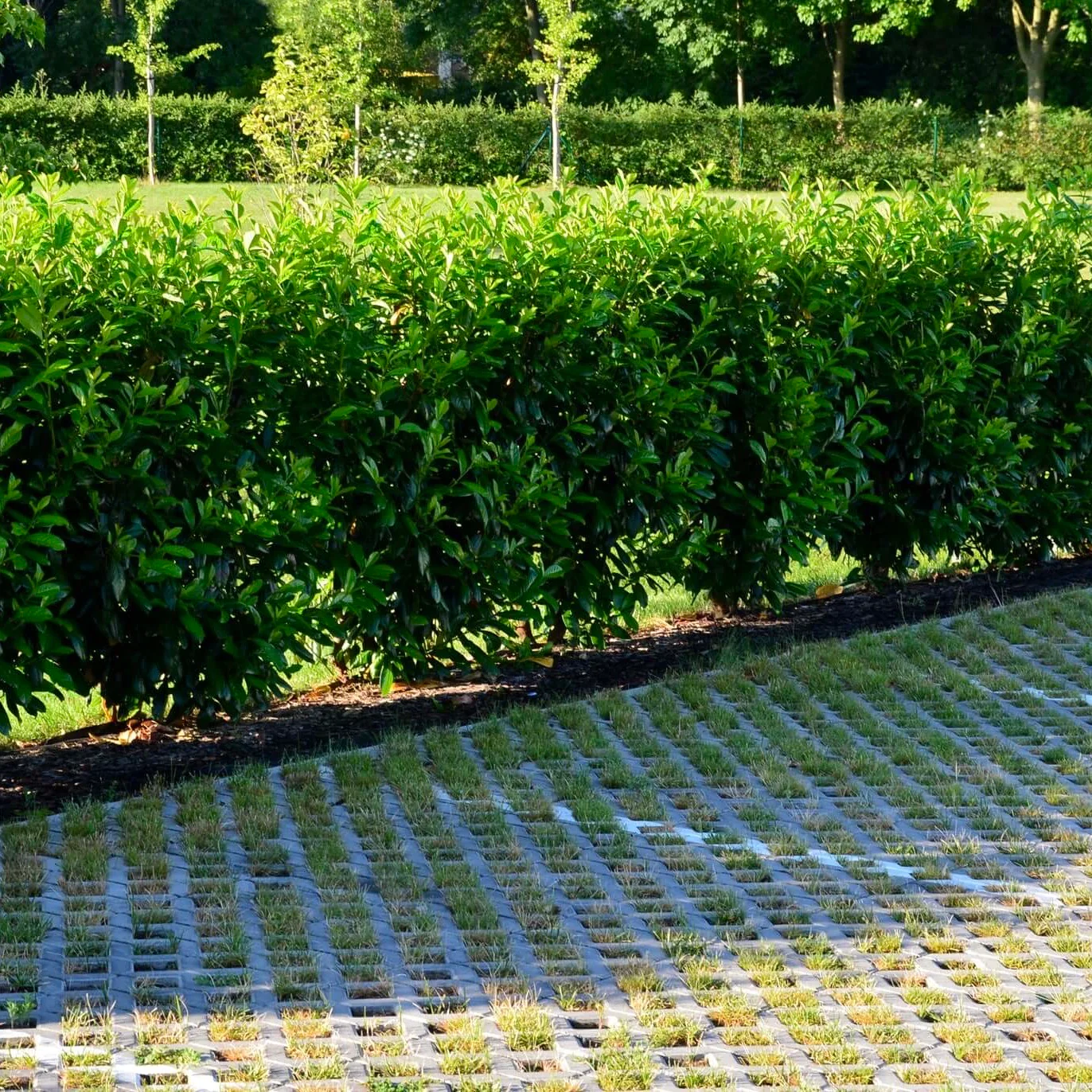 Image of Compact Carolina Laurel Column