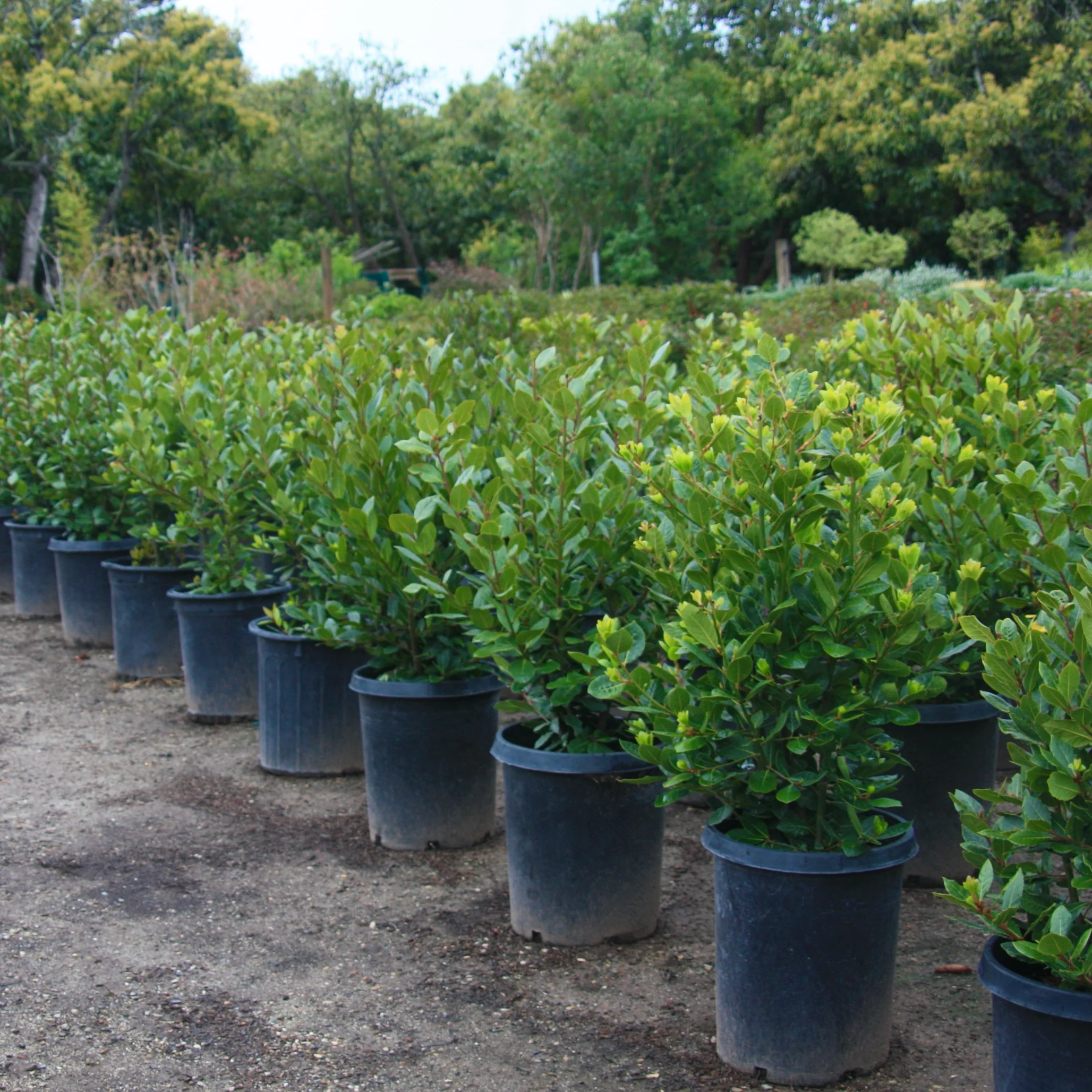 Image of Bay Laurel Bush