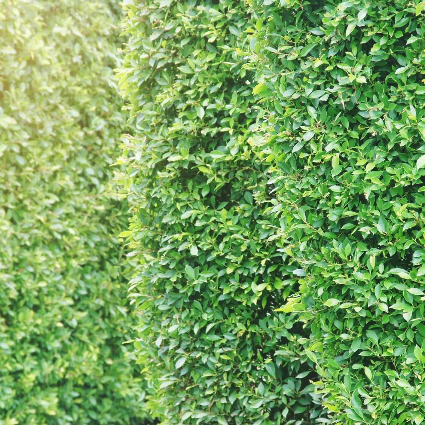 Image of Indian Laurel Columns