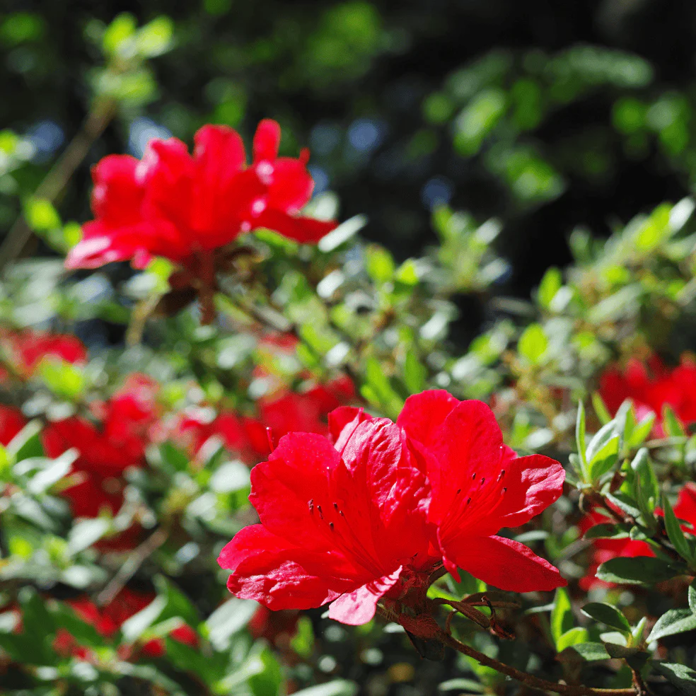 Image of Red Bird Azalea