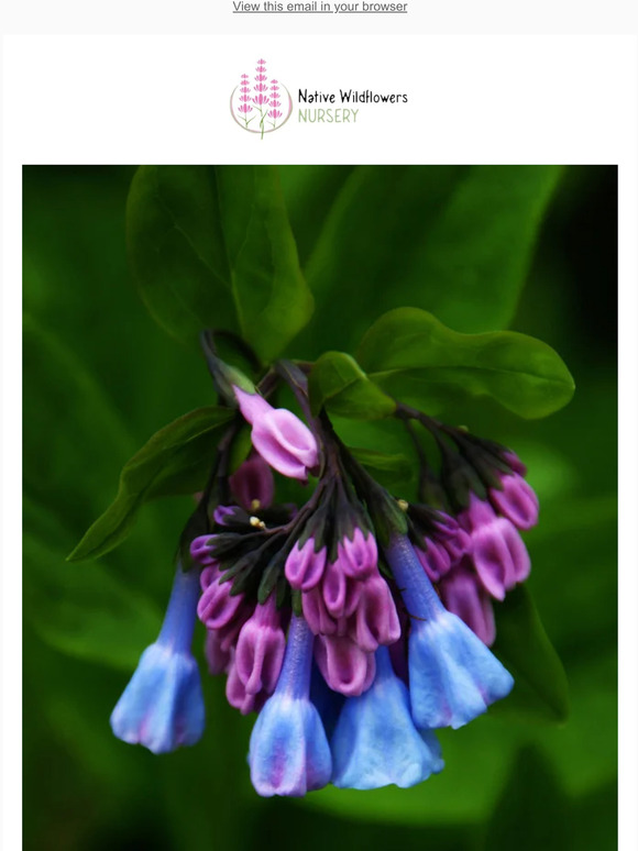 🌸$3.99 Virginia Bluebells + Trillium $3.99