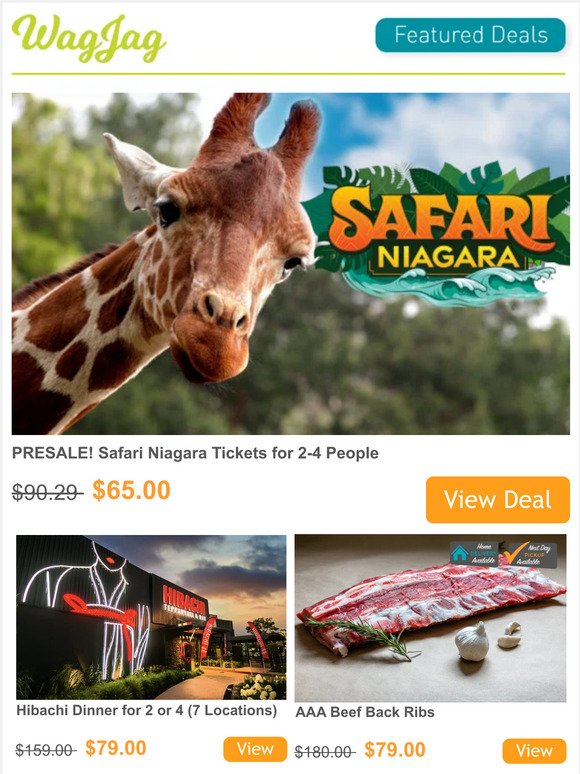 safari niagara concert tickets