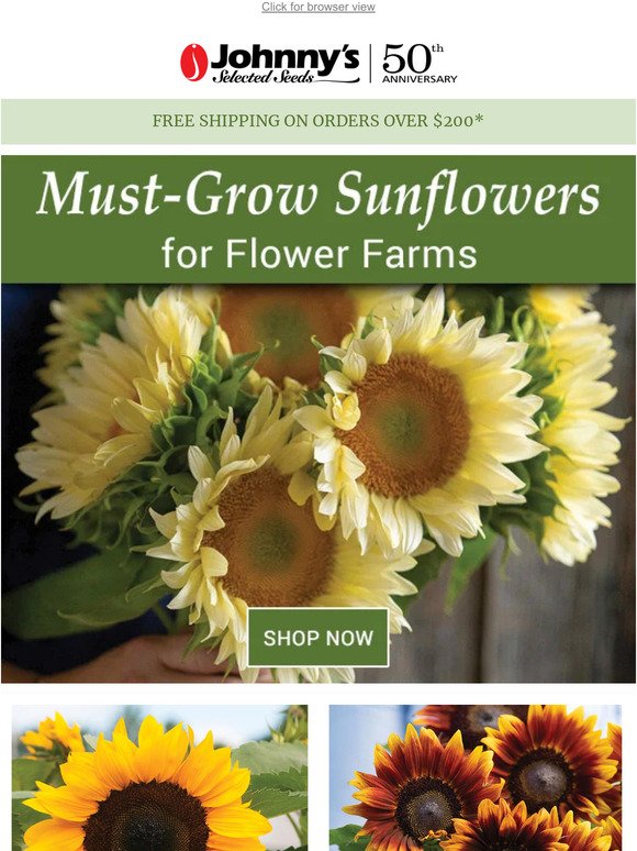 Sunflowers for Cut-Flower Growers