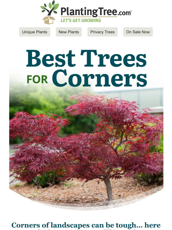 Best Trees for Corners Milled