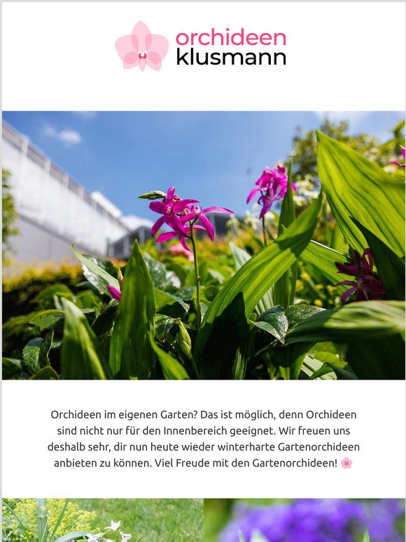 🌸 Wieder erhältlich: Orchideen für deinen Garten