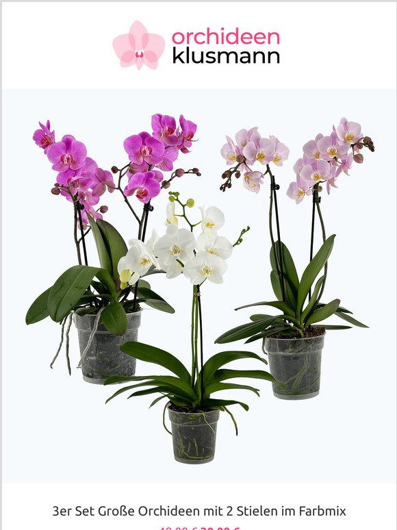 3 große Orchideen für 30 Euro