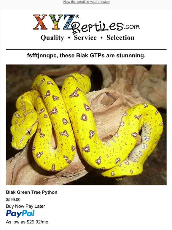XYZReptiles: 🐍Biak Green Tree Pythons Now Available | Milled