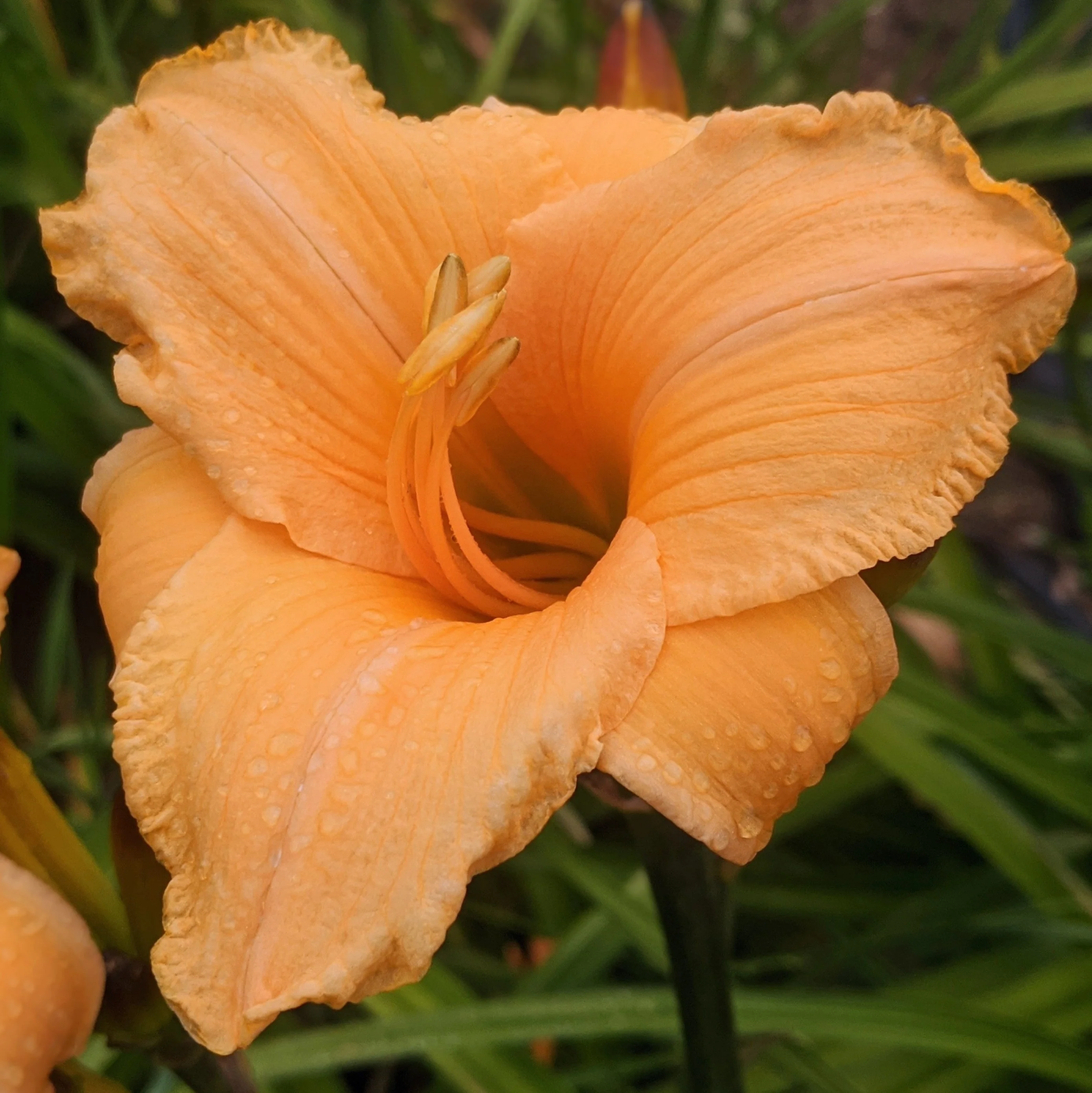 Image of Judy Koltz Daylily