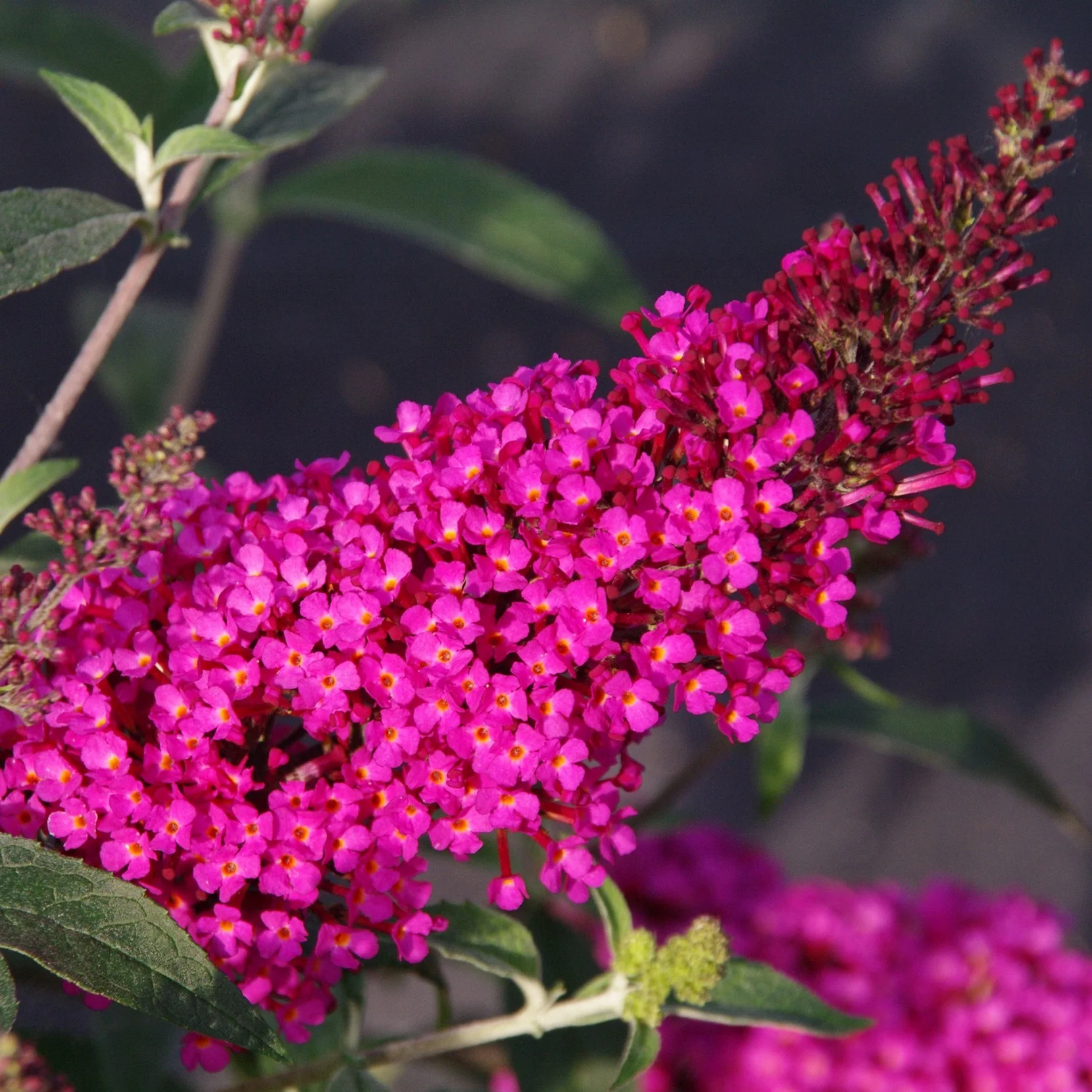 Image of Buzz Hot Raspberry