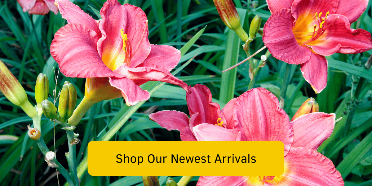 Plants Express New Arrivals