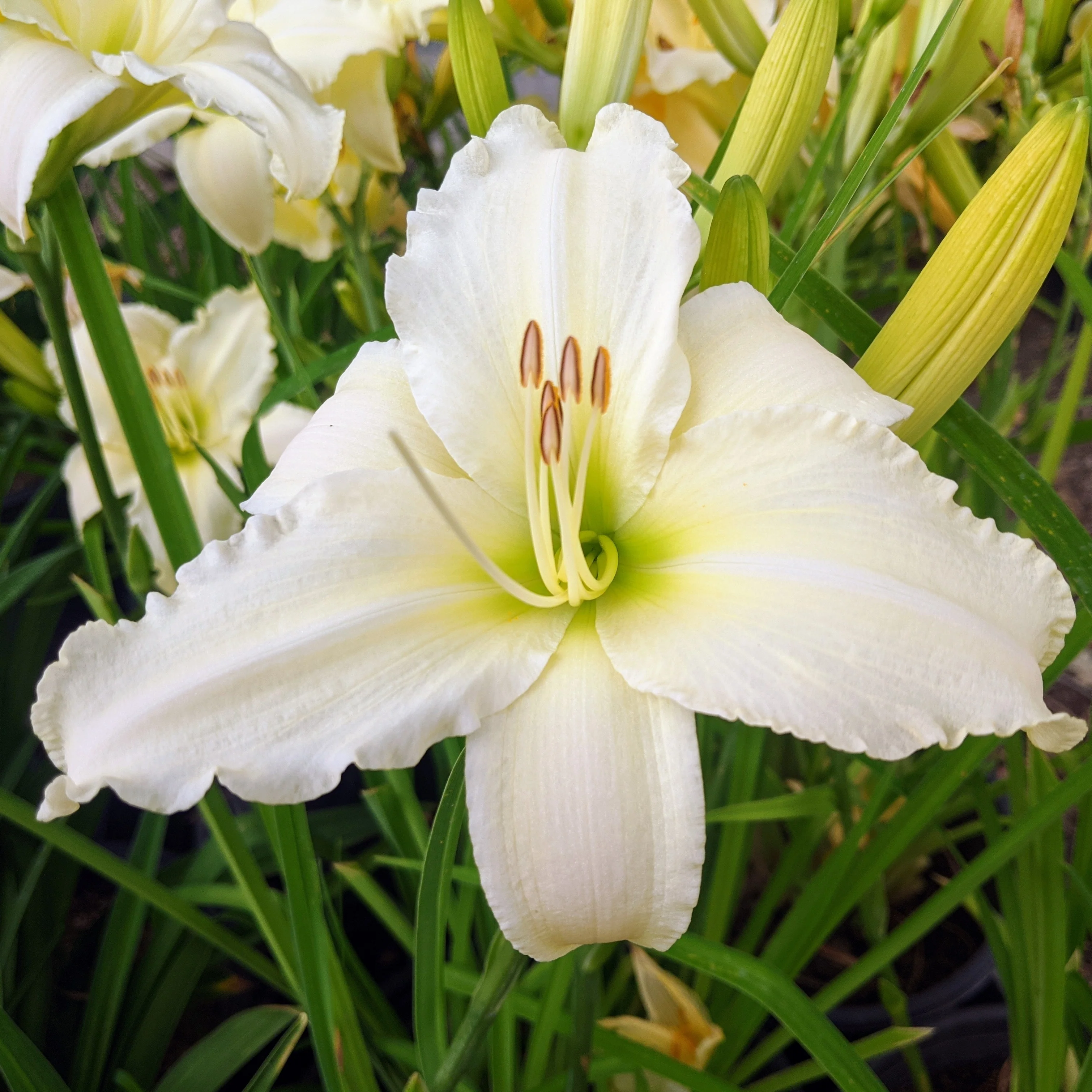 Image of Polar Vista Daylily