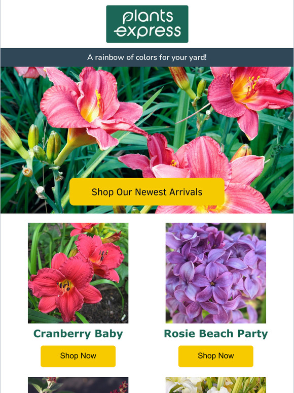 Brighten Your Yard with a Rainbow of Choices 🌸