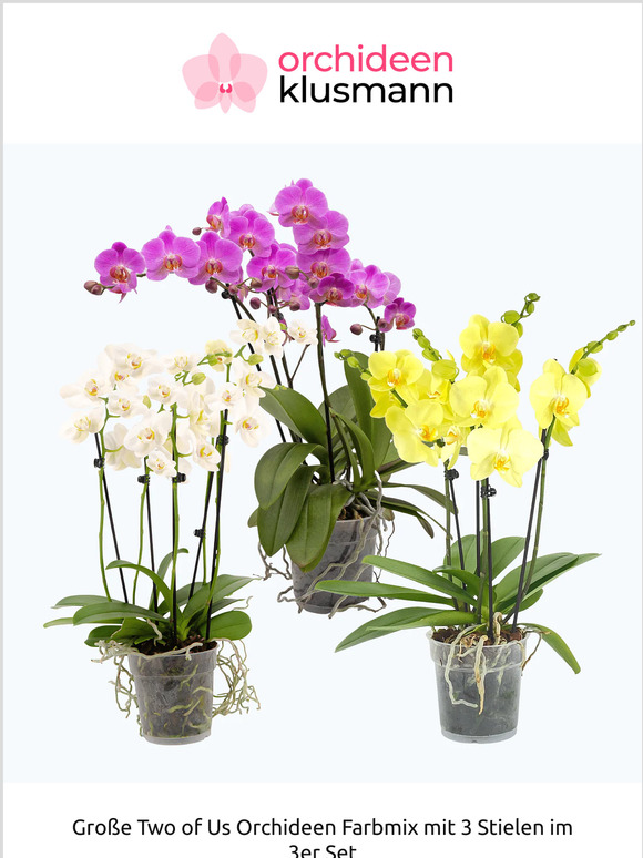 3 große Orchideen für 30 Euro