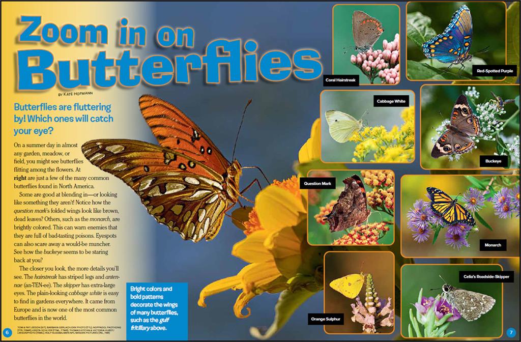 Zoom in on Butterflies