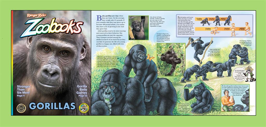 Zoobooks Gorillas