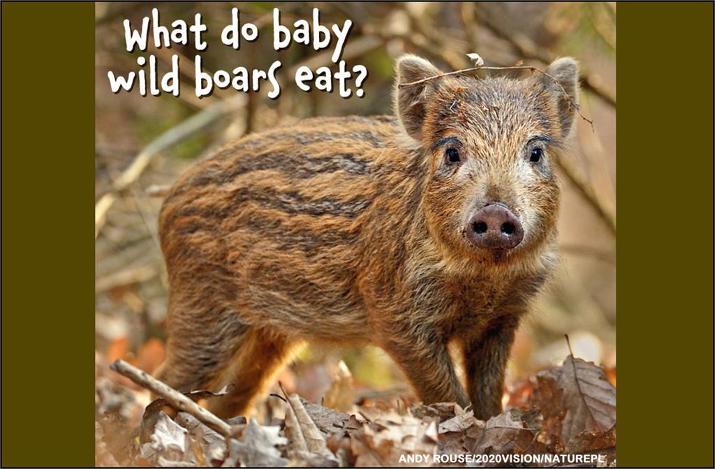 What do baby wild boars eat?