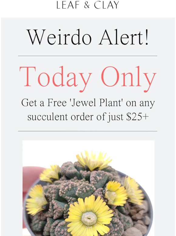 TODAY ONLY! Get a FREE Super Weird 'Jewel Plant'!! 😍🌵