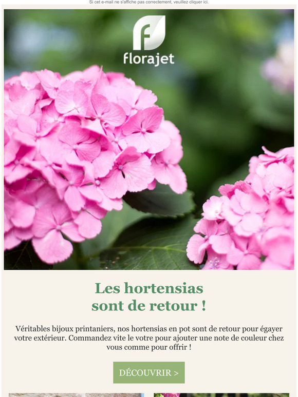Craquez pour nos hortensias en pot !