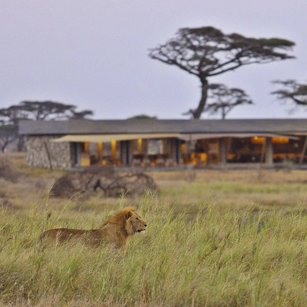 Lion at Namiri Plains