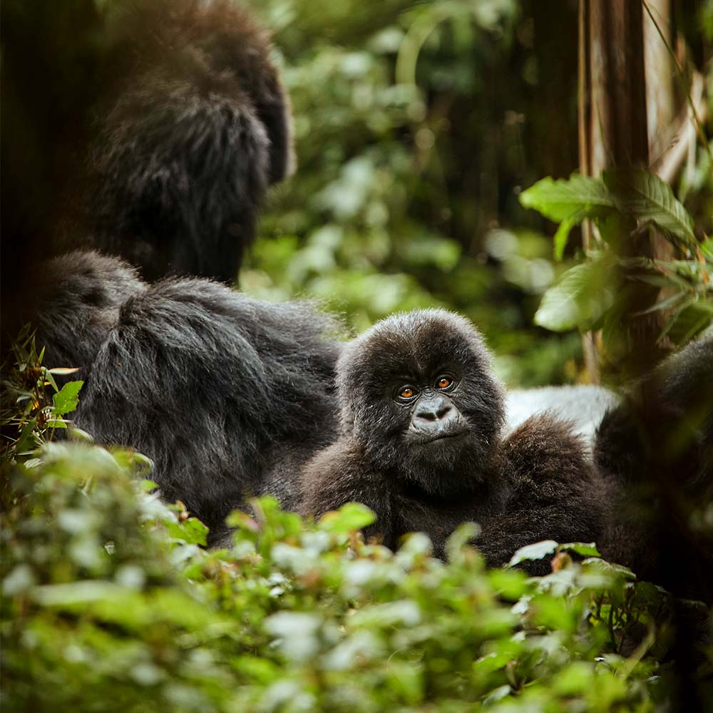 Gorillas in Rwanda