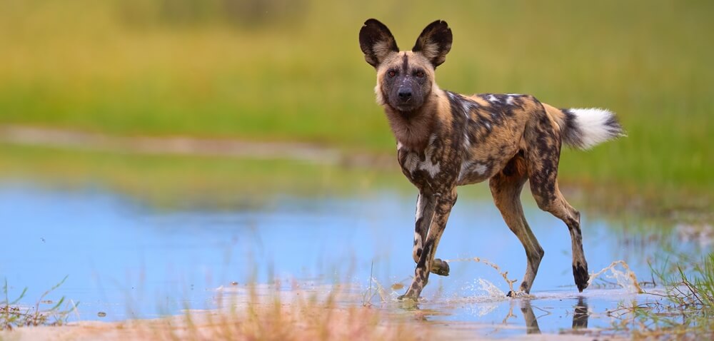 Wild Dog in Botswana