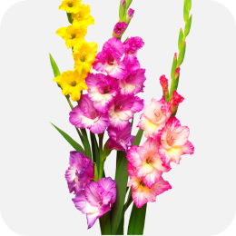 Pink and yellow flowers linking to summer plants page