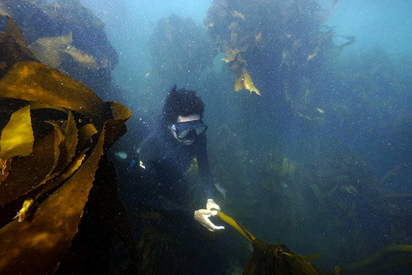 An underwater photo of a woman with dark hair freediving between huge kelp ‘trees’ as diffuse light filters in from the surface. She is wearing a black wetsuit and a snorkelling mask, and is examining a piece of kelp in front of her.