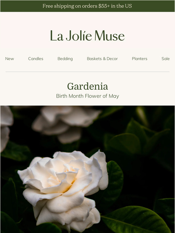 May Birthday Special: Discover the Enchanting Gardenia, Your Birth Month Flower