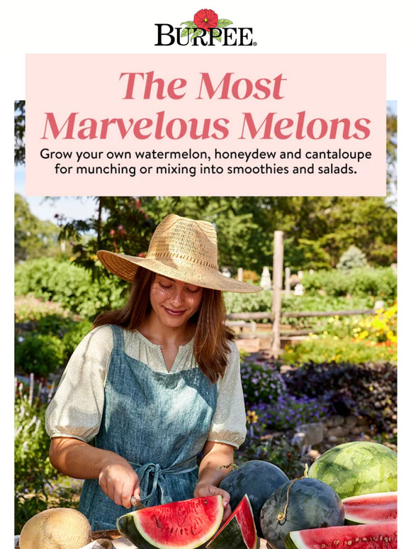 Burpee Gardening A head for melons... Milled