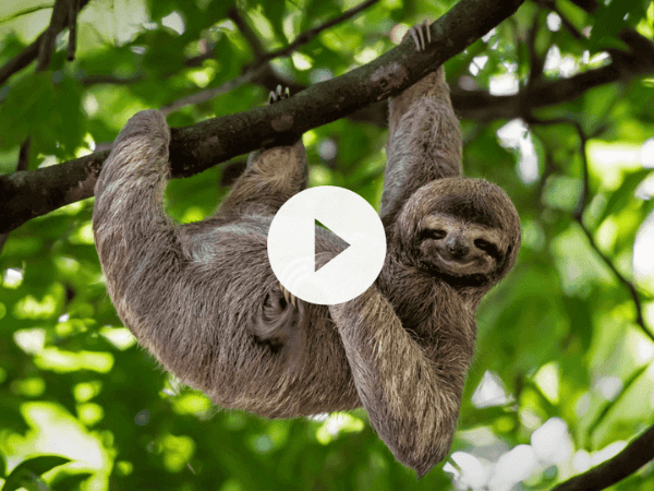SLOTH VIDEO