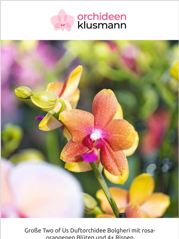 Prächtige neue & reduzierte Orchideen