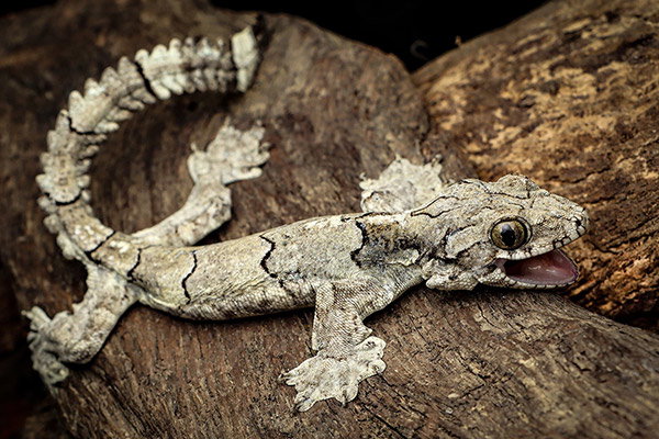 A close-up image of a small light-brown, tiger-striped gecko clinging to a piece of wood with its paddle-like feet. Its tail, crocodile-like with serrated edges, is raised over its body and mouth is open in a defensive gesture, although it almost makes it look like it’s smiling.