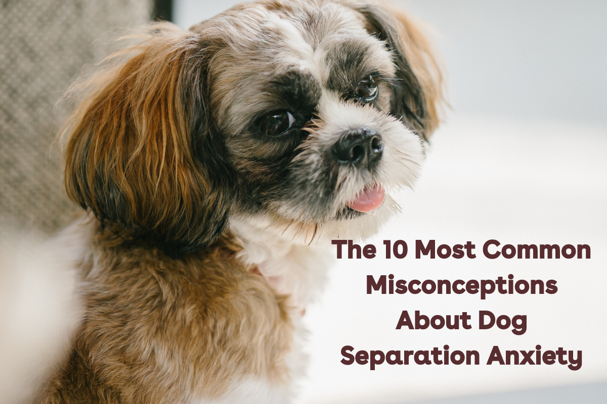 pupford [article] Is Your Dog's Separation Anxiety Your Fault? 👀 Milled