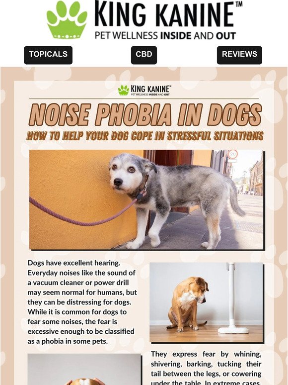 🐕🔊 How 2 Manage Your Pets Noise Phobia 🐕🔊