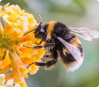 Sherwood Forest is the place to bee