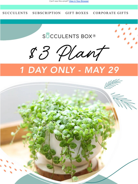Today Only - Random Plants for Just $3!