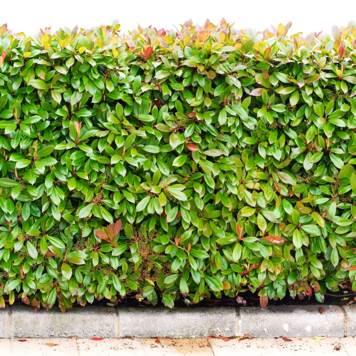 Image of Fraser's Photinia