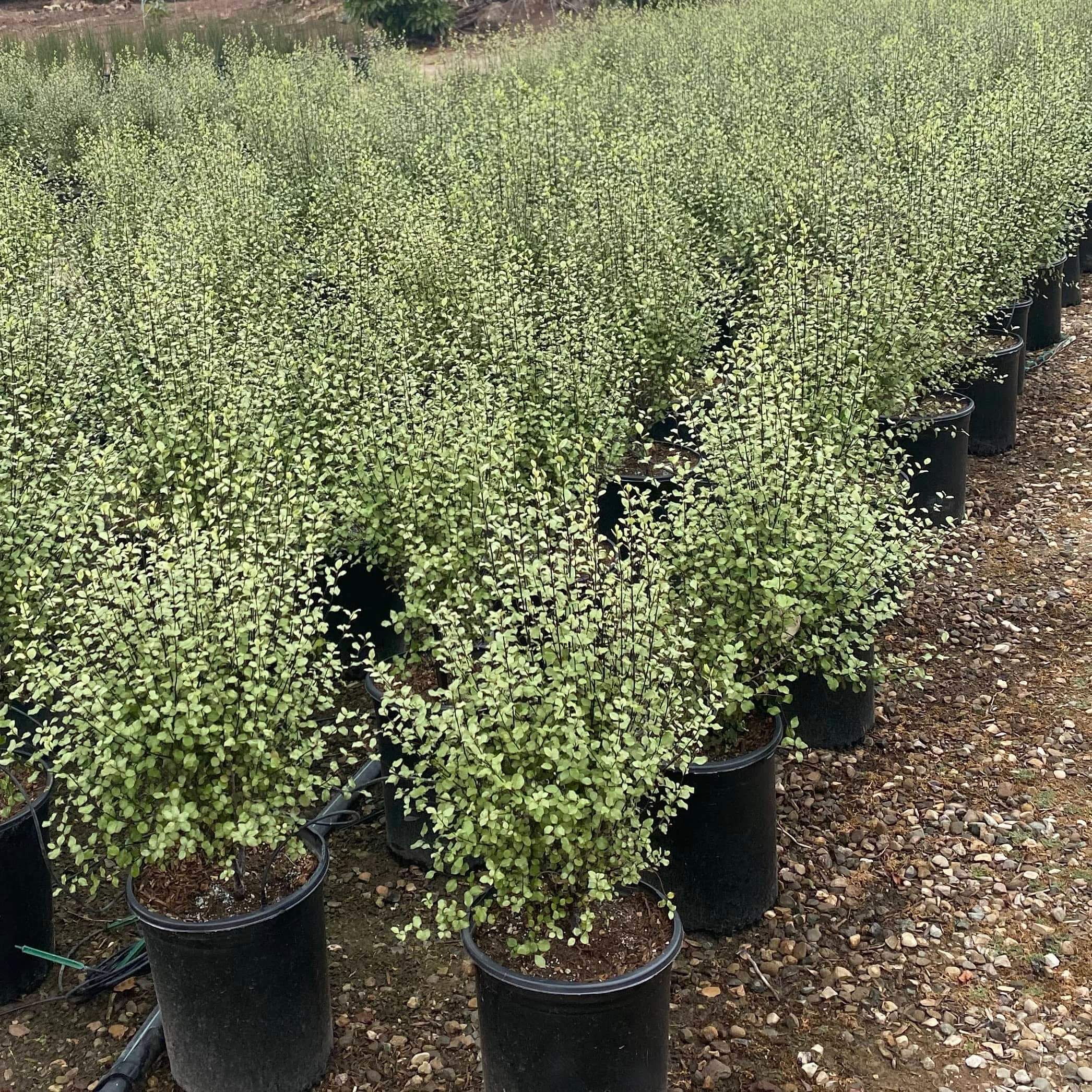 Image of Pittosporum tenuifolium