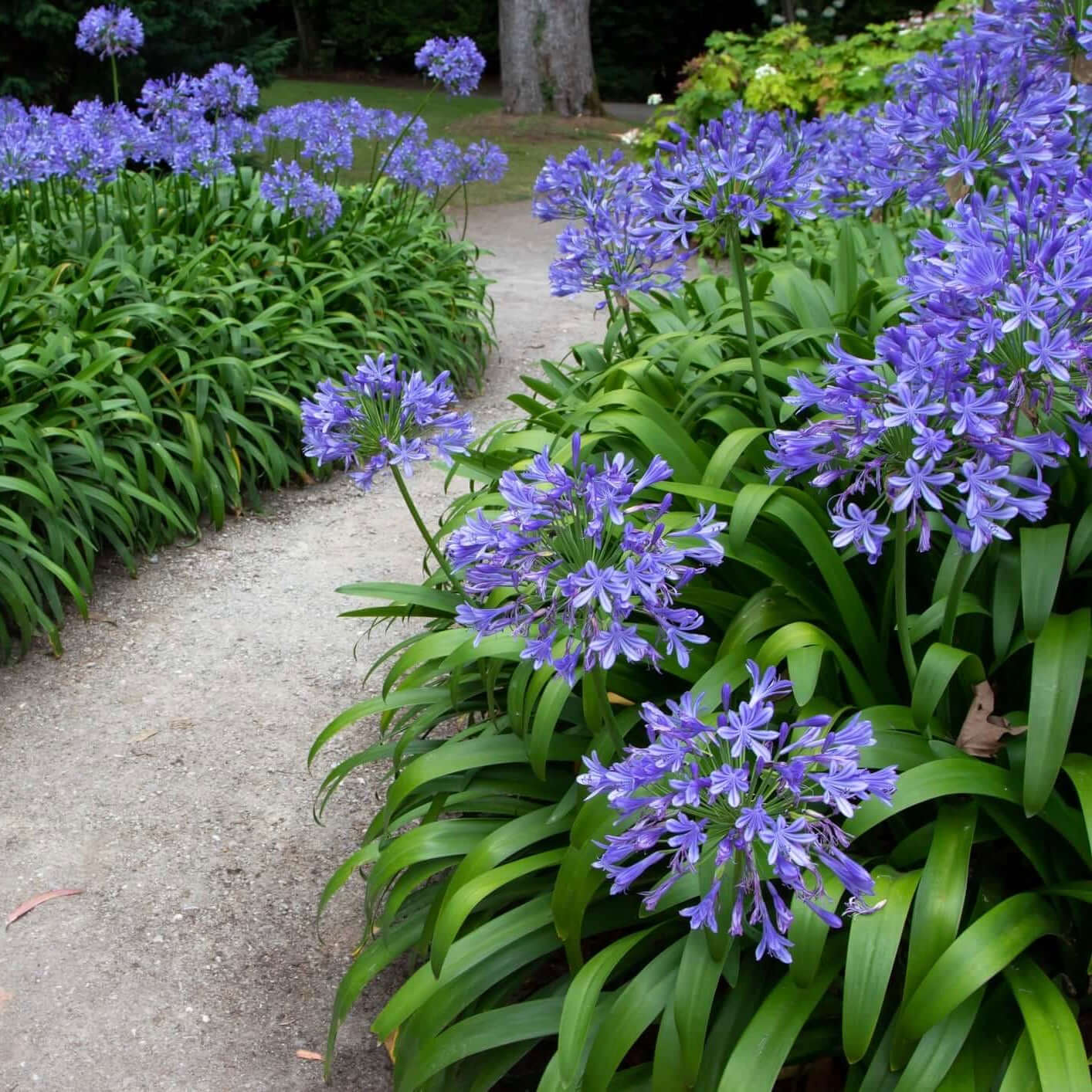Image of Queen Anne Agapanthus