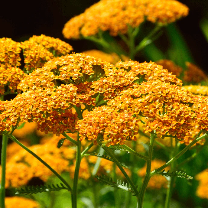 Image of Terra Cotta Yarrow