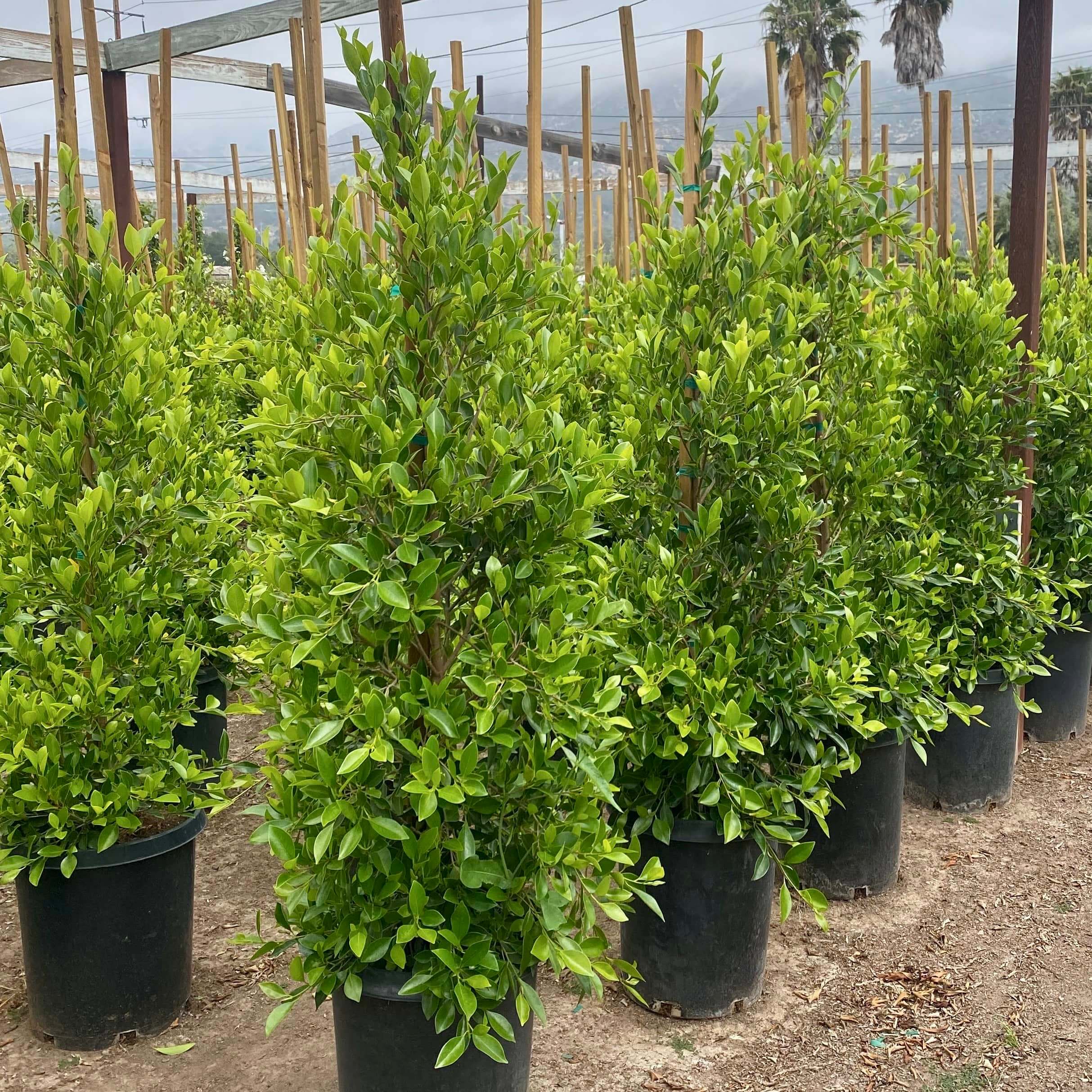 Image of Indian Laurel Columns