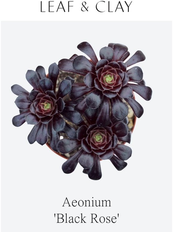 Don't buy this Aeonium 'Black Rose'...