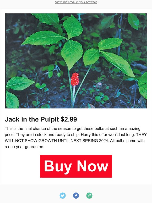 🌿$2.99 Jack in the Pulpit