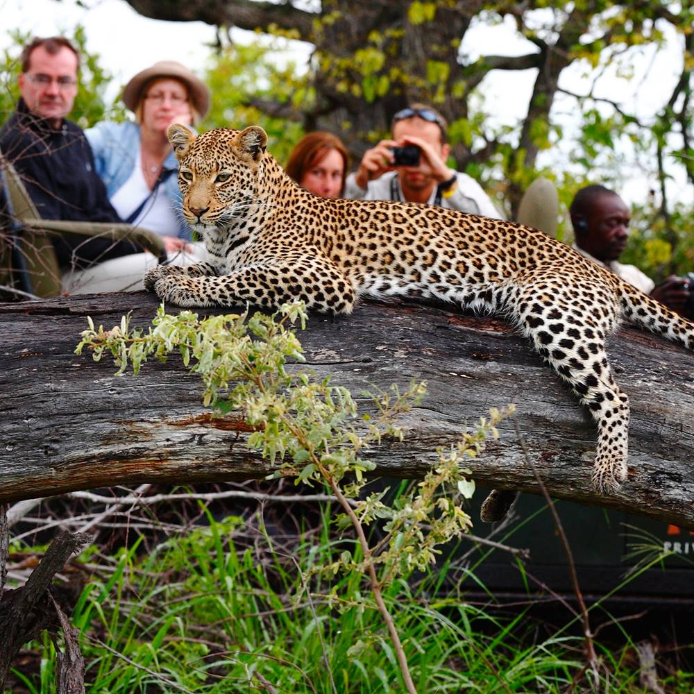 Leopard in Kruger