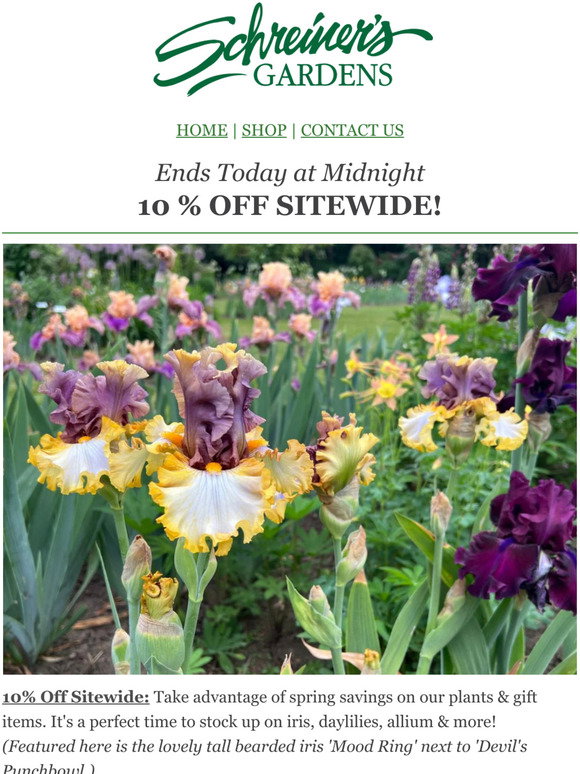 Schreiner's Iris Gardens: Introducing 2022 NEW Tall Bearded Iris ...GOTHAM!  | Milled