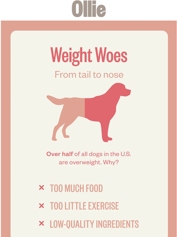 54% of dogs in the US are obese — is yours?