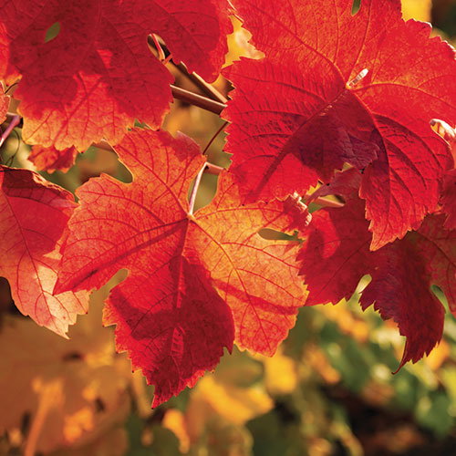 Pour des jambes légères, optez pour la vigne rouge !