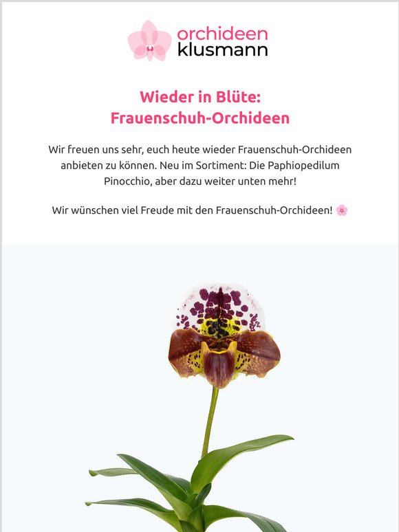 🌸 Frauenschuh-Orchideen in Blüte